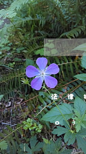 法律援助中心的收費(fèi)標(biāo)準(zhǔn)是什么