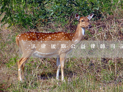 法律援助公益律師(司法援助律師)