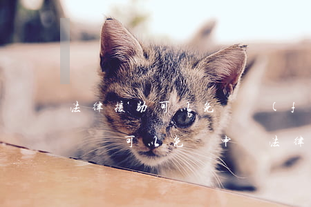法律援助可以免費發(fā)律師函嗎(民事訴訟可以免費申請法律援助嗎)