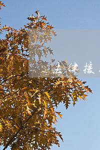 法律援助可靠嗎(法律援助可靠嗎?)