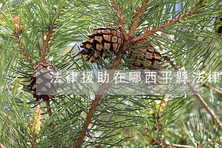 法律援助在哪(西平縣法律援助在哪)