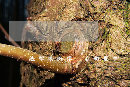 法律援助律師在哪里申請(援助律師在哪里找)