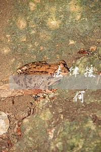 法律援助律師有報酬嗎(法律援助律師的費用從何來)