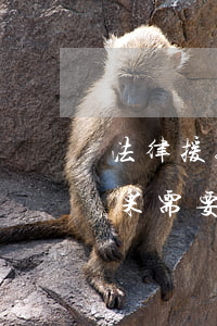 法律援助有房子可以申請(qǐng)嗎(如果需要法律援助怎么辦)