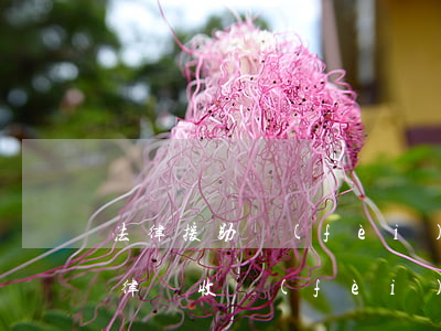法律援助費(fèi)用是多少(法律援助的律師收費(fèi)嗎)