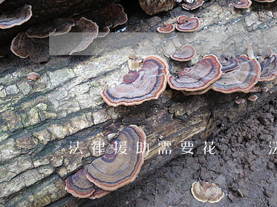 法律援助需要花錢嗎(法律援助需要花錢嗎)