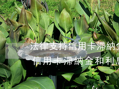 法律支持信用卡滯納金和利息嗎-法律支持信用卡滯納金和利息嗎合法嗎