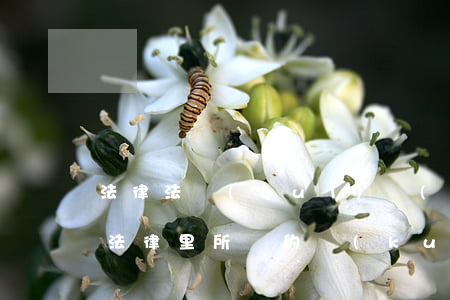 法律法規(guī)擴(kuò)大解釋(法律里所講的擴(kuò)張解釋怎樣理解)