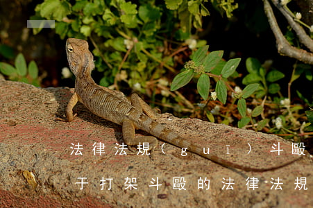 法律法規(guī)斗毆(關(guān)于打架斗毆的法律法規(guī))
