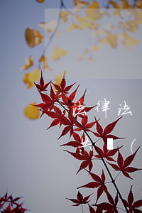 法律法規(guī)有多少條罪名(中國一共規(guī)定了多少條罪名,由哪幾部法律規(guī)定)