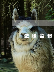 法律监督与刑事公诉有什么关系