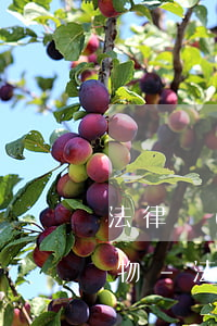 法律規(guī)定逾期多久可以處理抵押物-法律規(guī)定逾期多久可以處理抵押物貸款