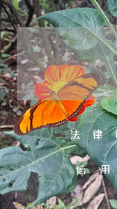 法律课堂信用卡和网贷先还哪个-法律课堂信用卡和网贷先还哪个合适