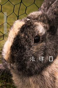 法律適用法(法律適用法條文)