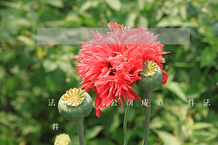 法律顧問公司成立條件(法律顧問公司成立條件)
