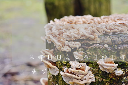 法律顧問怎么收費的(請律師顧問的費用大概多少)