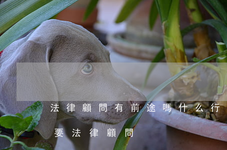 法律顧問有前途嗎(什么行業(yè)比較需要法律顧問)