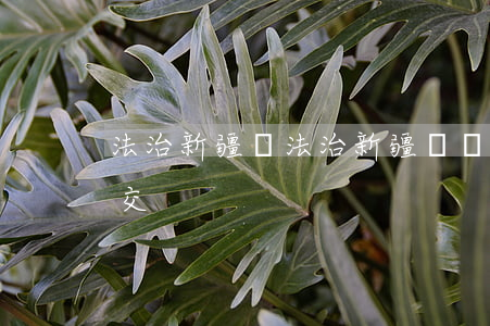 法治新疆網(法治新疆網廳長信箱寫信沒法提交)