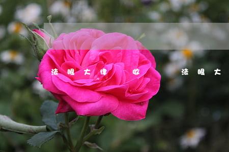 法眼大律師收費嗎(法眼大律師視頻回放)