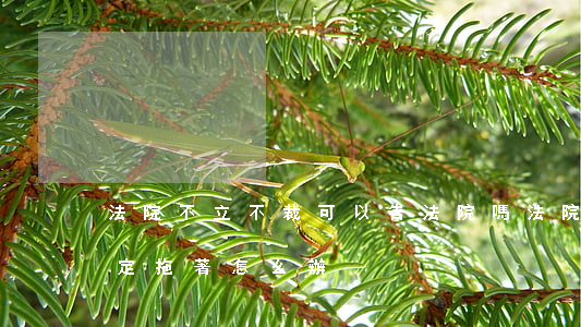 法院不立不裁可以告法院嗎(法院不立案不裁定拖著怎么辦)
