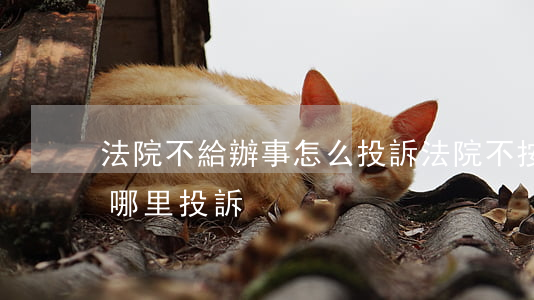 法院不給辦事怎么投訴(法院不按程序辦案向哪里投訴)