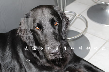 法院书记员可以辞职吗(法院书记员能当法官吗)