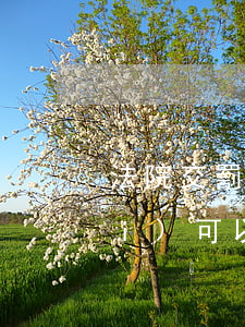 法院交罰款可以刷信用卡嗎(交訴訟費(fèi)可以刷信用卡嗎)