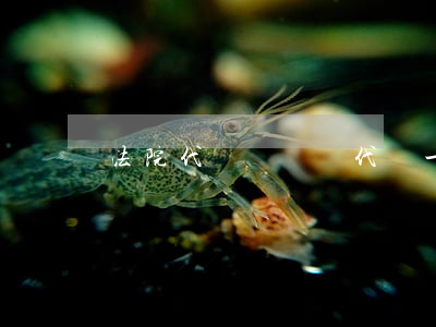 法院代寫訴狀嗎(代寫一份上訴狀多少錢)