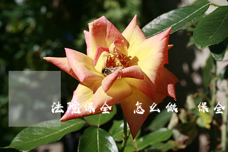 法院保全費怎么做帳(保全費如何承擔)