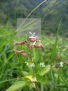 法院傳票不去可以嗎(法院傳票不去有什么后果)
