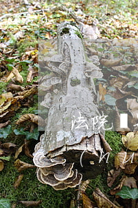 法院傳票可以直接寄到派出所嗎(法院傳票會(huì)寄到派出所嗎)