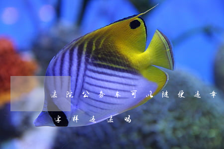 法院公务车可以随便违章吗(私自贴公务用车字样违法吗)