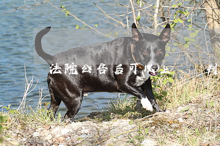 法院公告后可以上訴嗎(判決生效后可以上訴嗎)