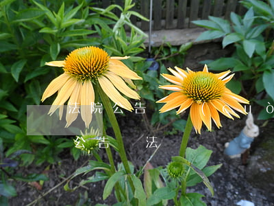 法院公告貼錯(cuò)可以撕嗎(撕毀法院公告違法嗎?)