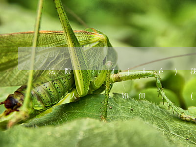 法院凍結(jié)我的賬戶信用卡可以讓別人還嗎(如何凍結(jié)別人的信用卡)