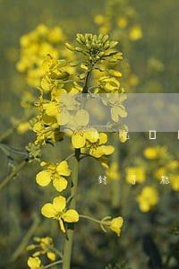 法院凍結(jié)汽車可以年審嗎(法院查封了能審車嗎)