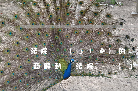 法院凍結(jié)的錢可以協(xié)商解封嗎(法院凍結(jié)的錢為什么可以用了)