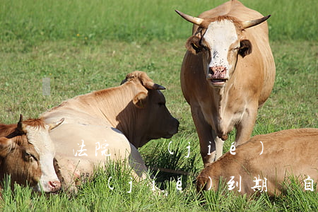法院凍結(jié)賬戶逾期解封(賬戶被凍結(jié)到期會自動解封嗎)
