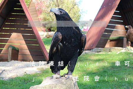 法院凍結(jié)車可以開嗎(車被凍結(jié)法院會(huì)通知嗎)