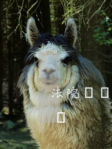法院凍結(jié)銀行賬戶期間逾期怎么辦