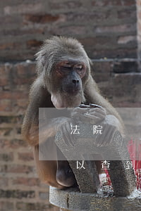 法院凍結(jié)銀行賬號(hào)可以查到余額嗎(被司法凍結(jié)的銀行卡能查詢到余額嗎)