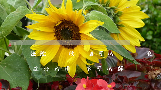 法院凍結股權后可以轉讓嗎(股權被法院凍結在什么情況下可以解凍)