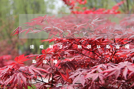 法院判了實刑可以取保候審嗎(判實刑后可以取保候審嗎)