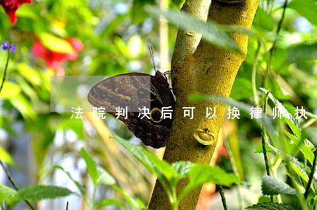 法院判决后可以换律师执行吗
