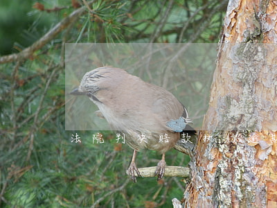 法院判决赔款执行逾期利息