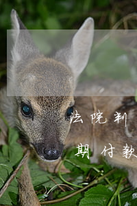 法院判決后分期賠可以嗎(法院判決后可以分期付款多少年)