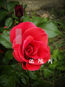 法院判決后可以拍賣車嗎