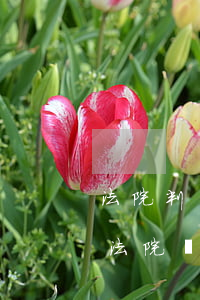 法院判決后可以調(diào)解嗎(判決后法院還會(huì)調(diào)解嗎)