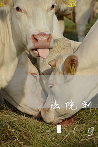 法院判決后的逾期利息(判決逾期利息的法律規(guī)定)