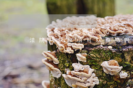 法院判決征信可以查嗎(判決書上征信嗎)